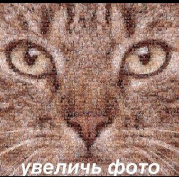 Фото проститутки Дима №1 в городе Таштагол